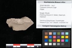 Foto (Detailansicht) von Cystoseira communis Unger (NHMW-GEO-2024-0188-0099)